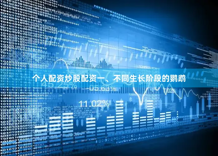 个人配资炒股配资一、不同生长阶段的鹦鹉